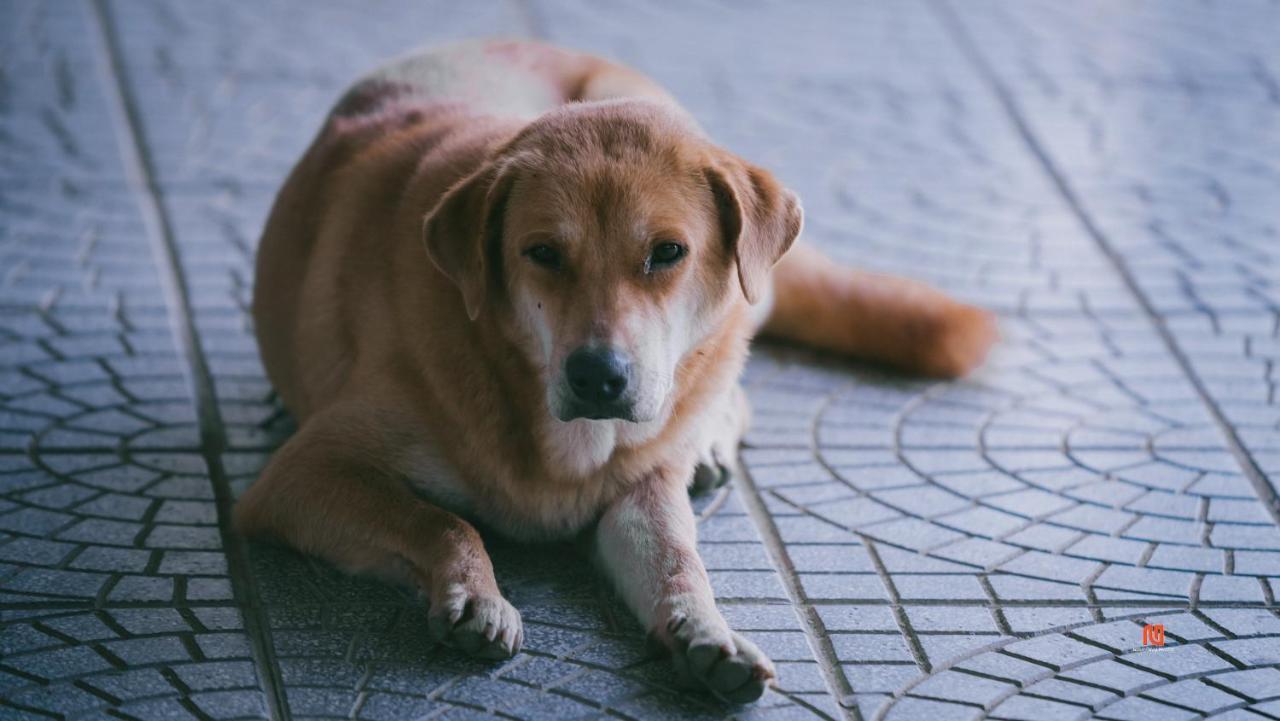Tam Tinh Vien Homestay Hue Eksteriør bilde
